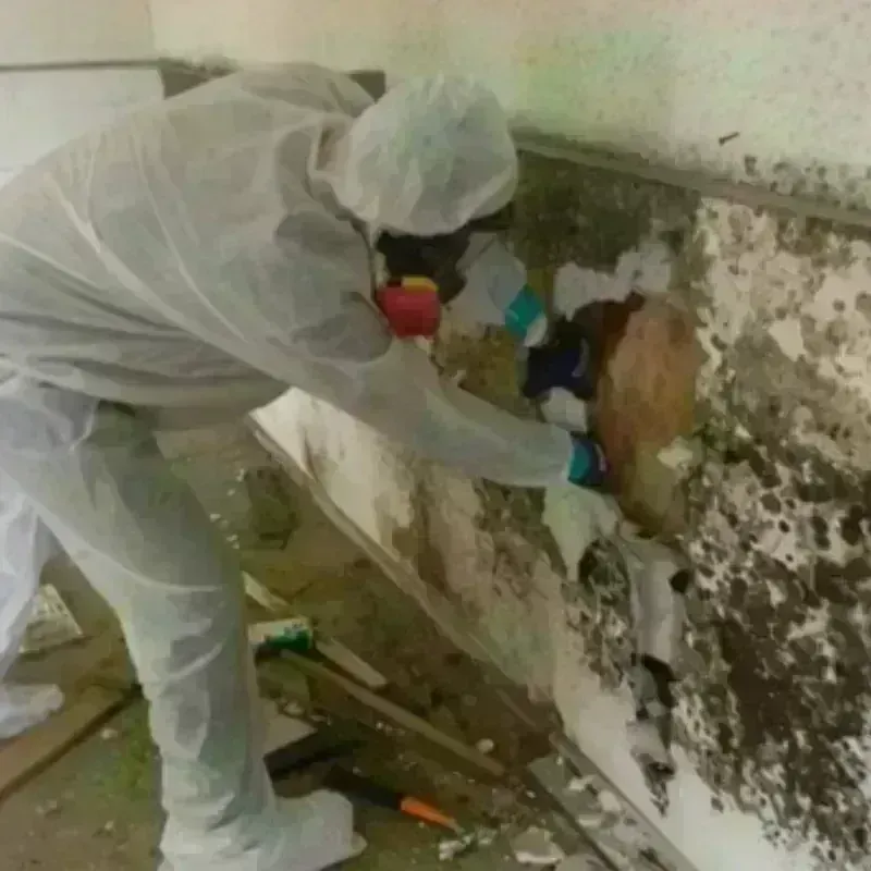 Mold Remediation and Removal in Greene County, PA